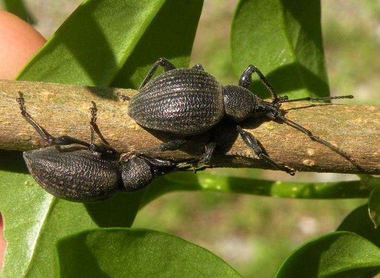Curculionidae primaverile